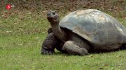 3Sat Doku – Helden der Evolution(1/3) – Schildkröten